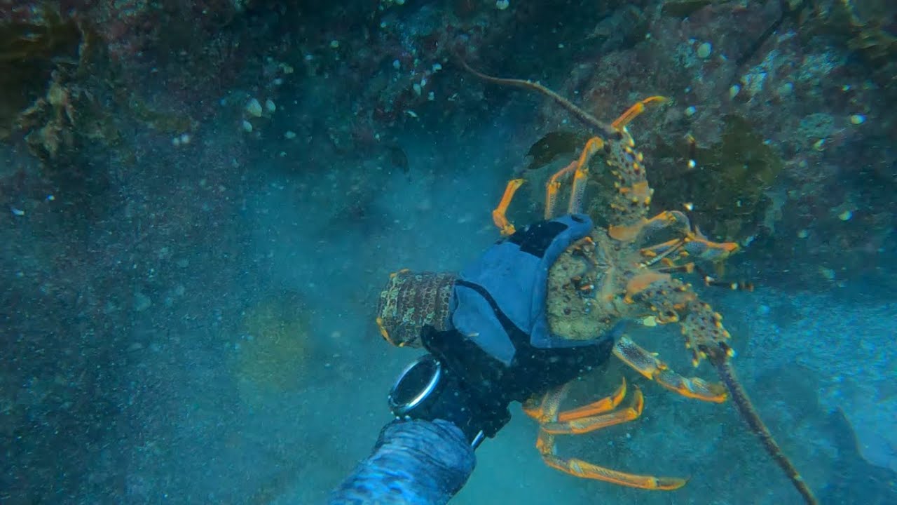 Northland Camping - Shorediving for crays and Squid Fishing