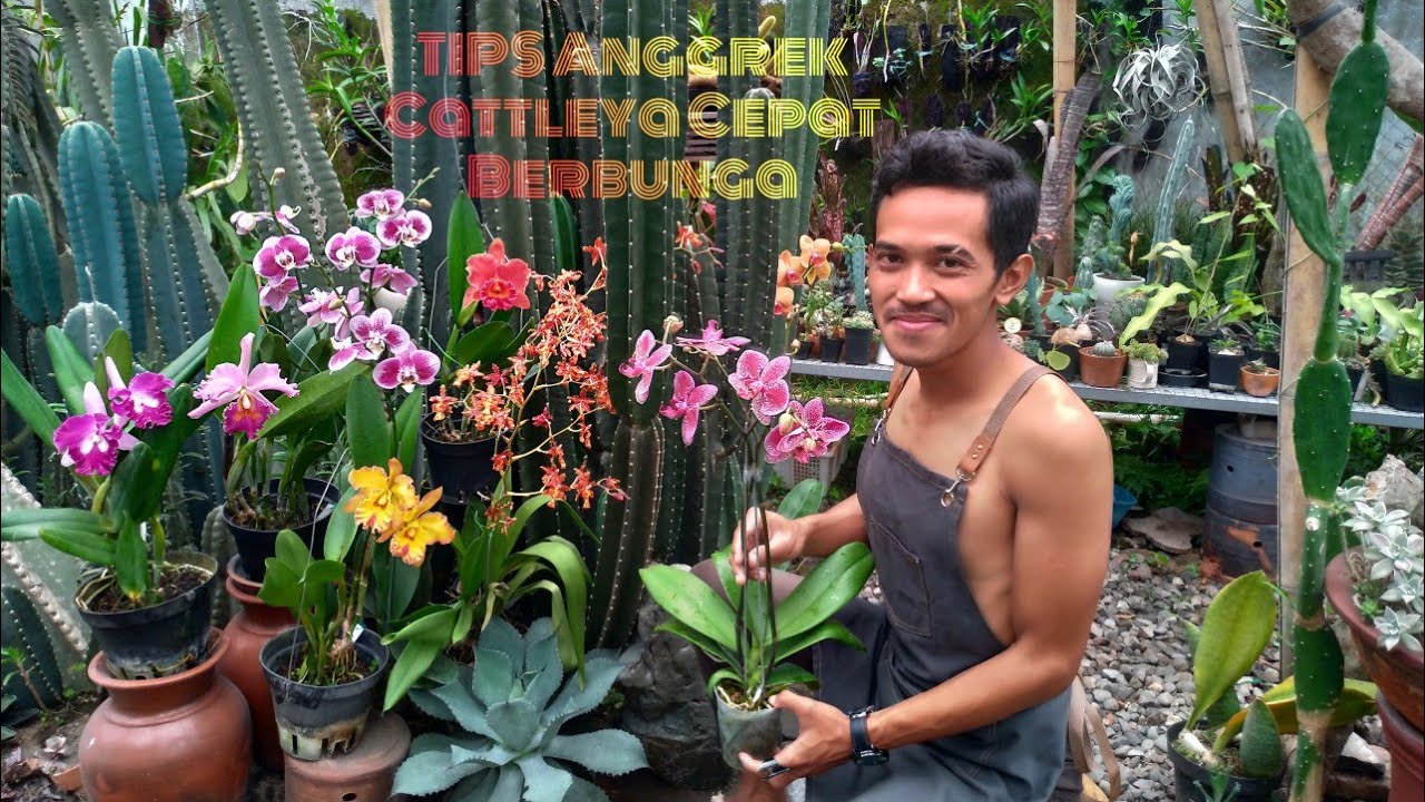 Tips Supaya Anggrek Cattleya Cepat Berbunga