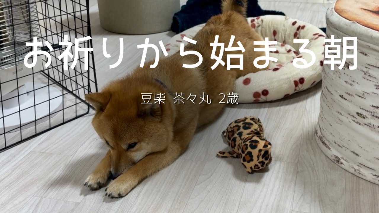 【豆柴 茶々丸 2歳】朝から雨でおさんぽがないことを祈る柴犬