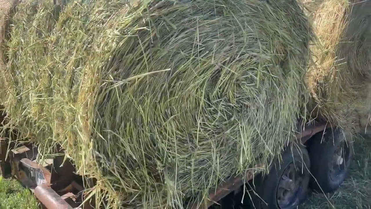 Baling Sorghum￼/Sudan grass￼(Sudex)  dry￼