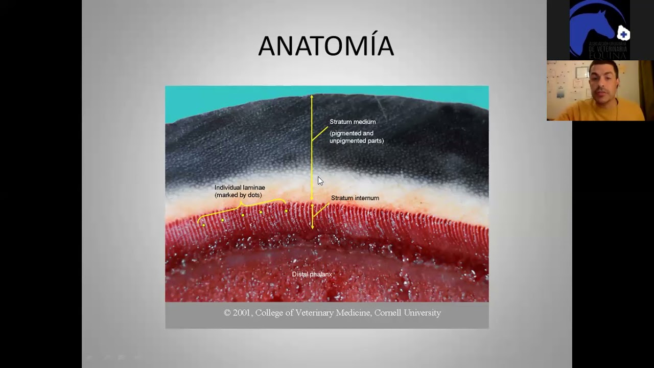 Evaluación del balance y la herradura como ayuda. Dr. Patricio Guzmán