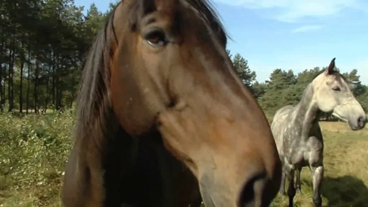 Hoevelhof Film: 