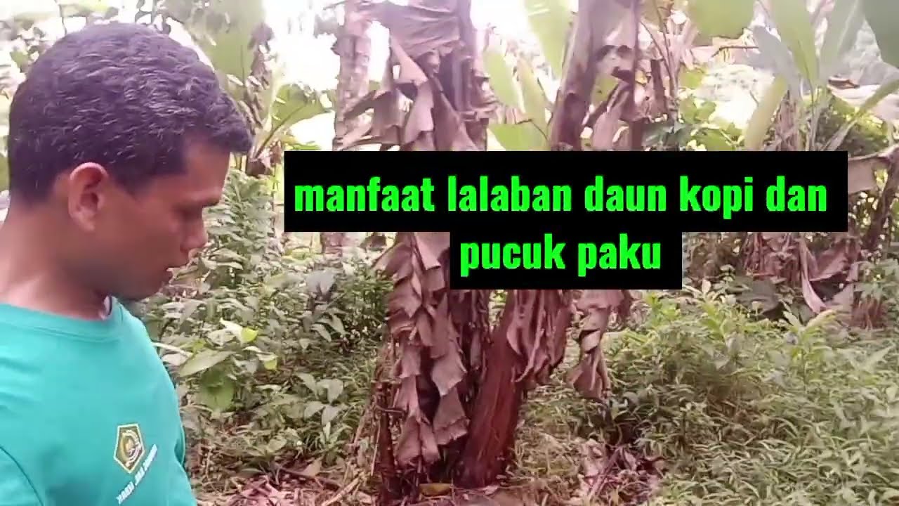 Pucuk Daun kopi dan pucuk paku  bisa jadi lalaban 