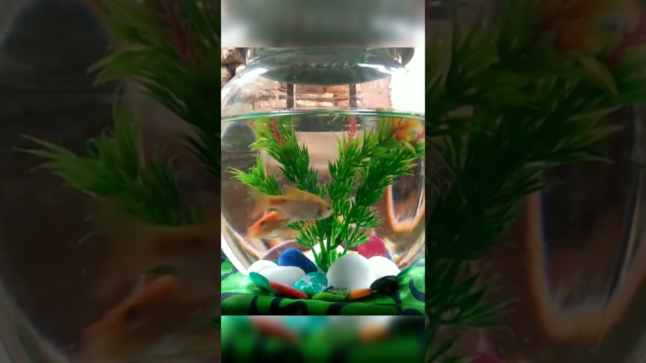 My Two Little Fish 🐟