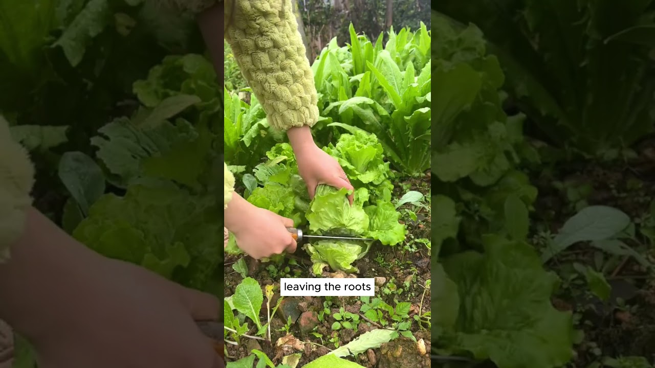 Tip to harvest lettuce 