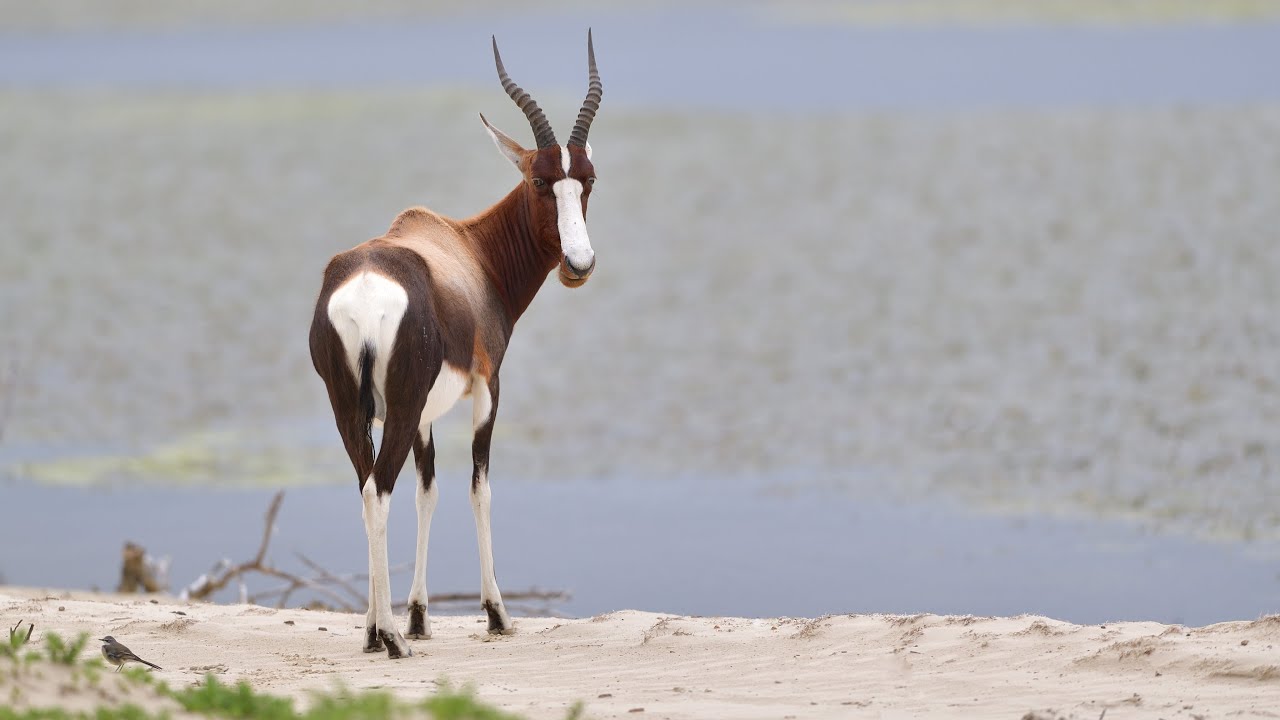 De Hoop Nature Reserve