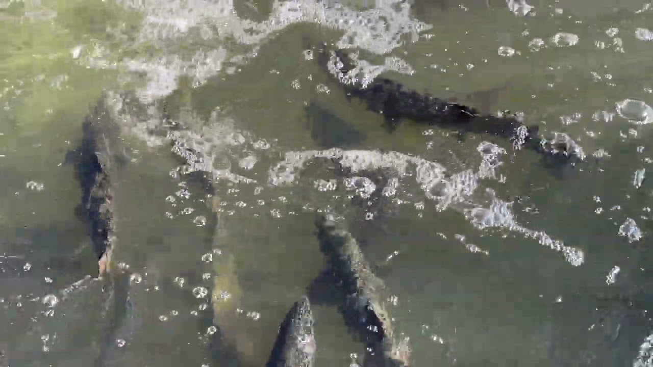 Salmon Ganaraska River Port Hope September 1, 2024