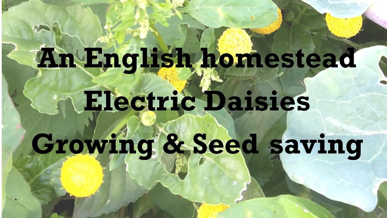 Growing Electric Daisies And Saving The Seed