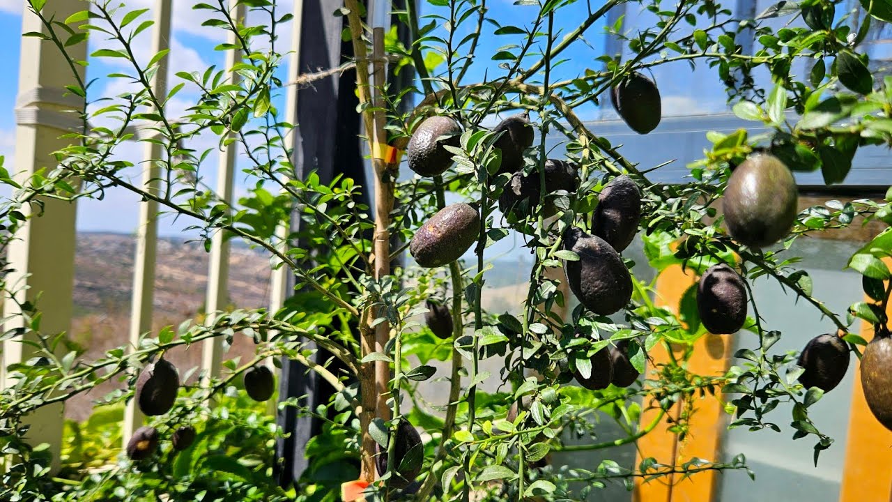 לימון אוסטרלי פינגר ליים citrus australasica