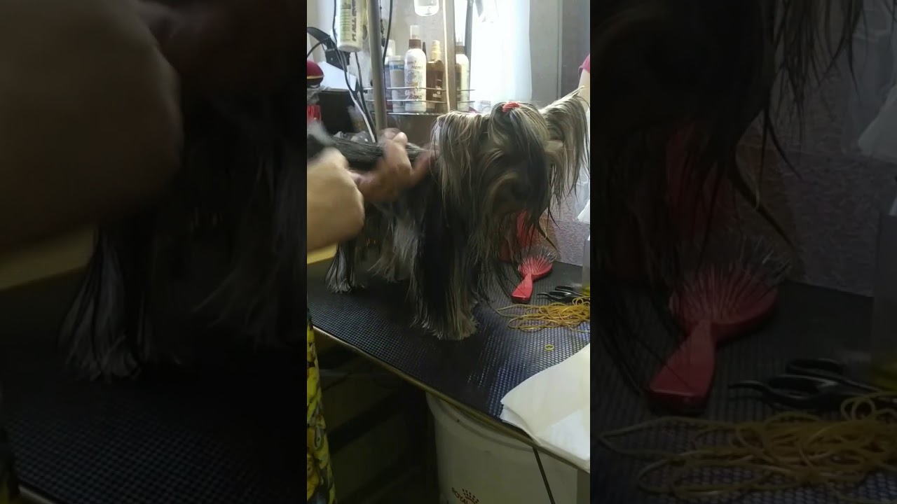 Папильотки