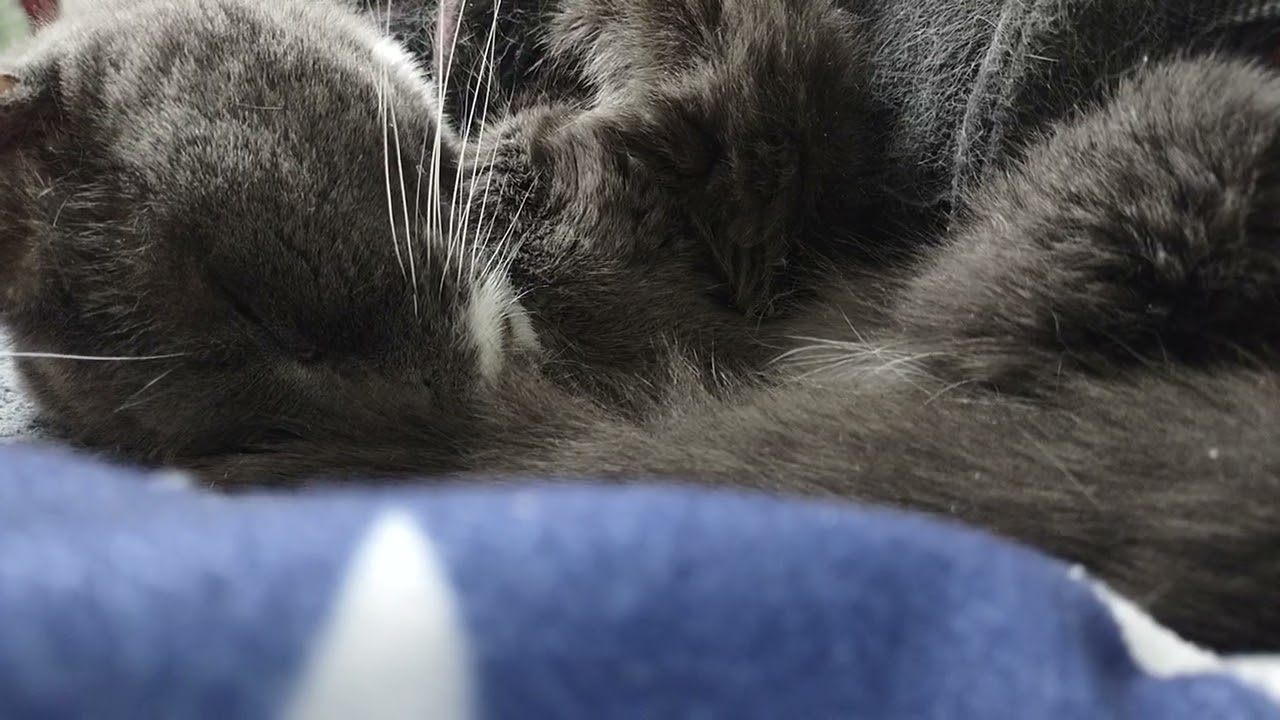 Stache...still...snoring