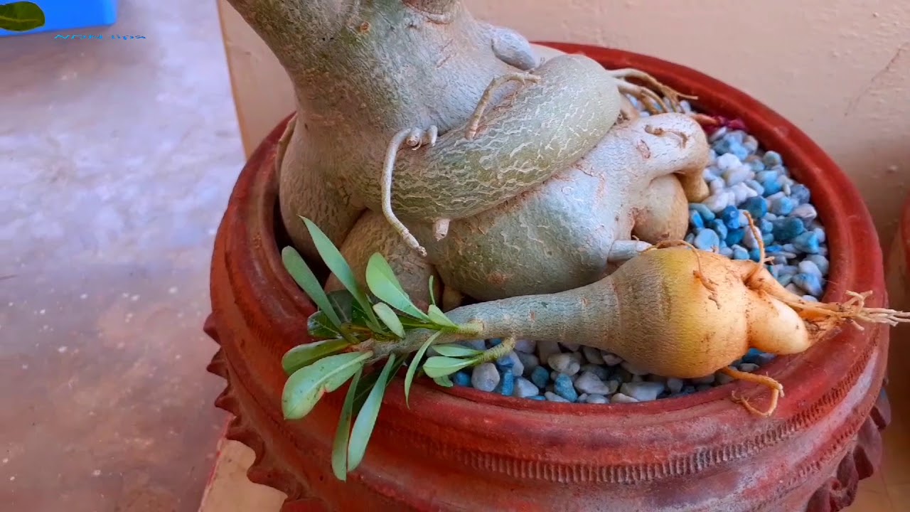 Adenium plant root training in hindi full video