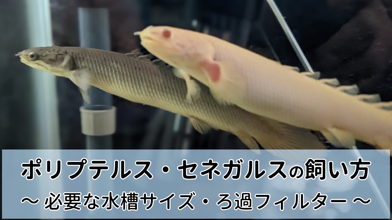 ポリプテルス・セネガルス飼育のポイント｜必要な水槽サイズ・ろ過フィルター他