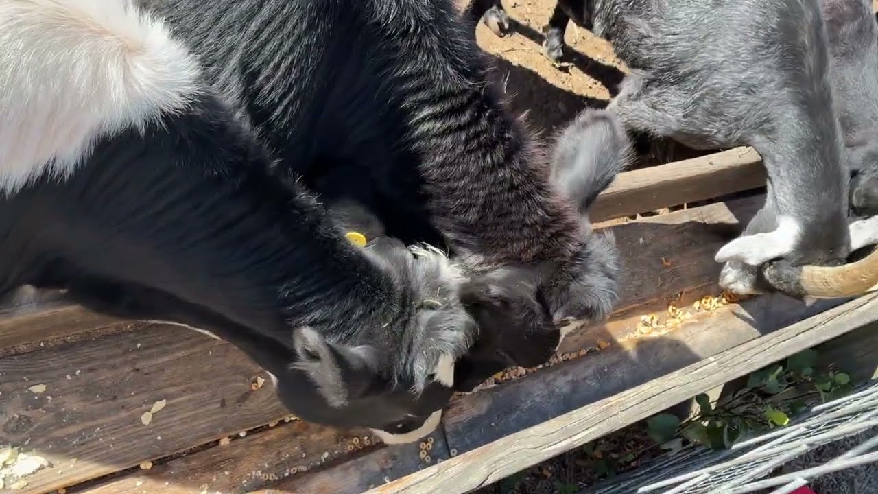Goats, Cows and Ducks - (10/16/25)