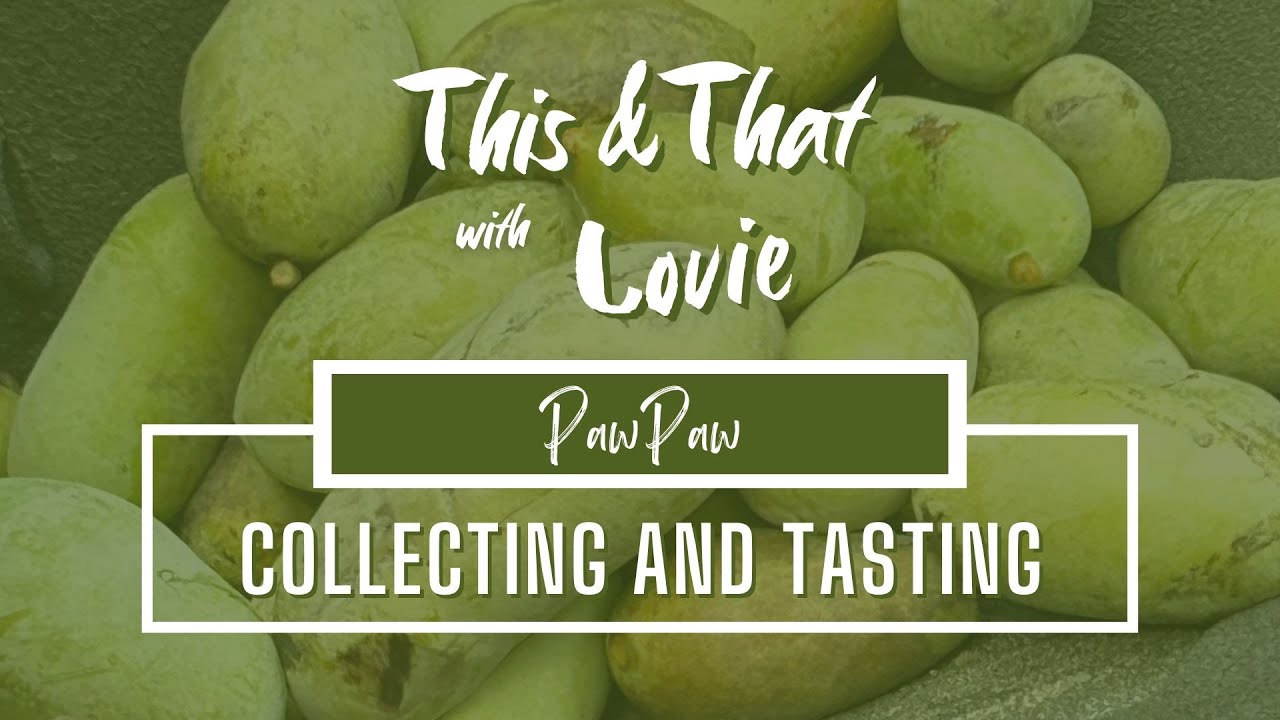 Let's Pick Some Paw Paws and Try Them for the First Time! This & That with Lovie