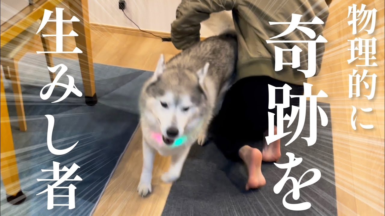 とんでもない奇跡を生み出した代償を身体で払うシベリアンハスキー