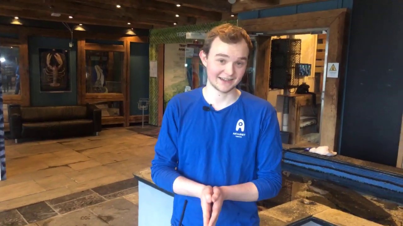 Akvariet gjennom skjermen: Episode 6 - Ting om tang og litt hai