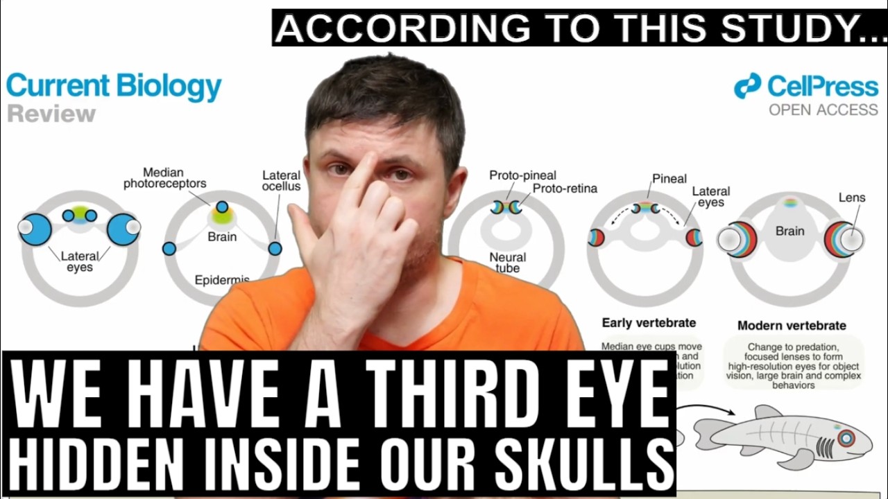 We Actually Have a Third Eye (And It&rsquo;s Not Metaphysical)