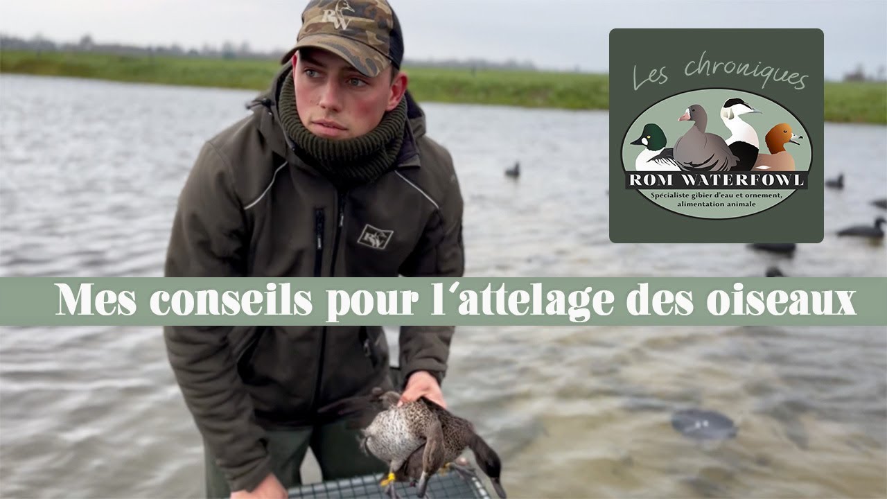 Immersion au coeur de l'attelage des oiseaux avec Rom Waterfowl