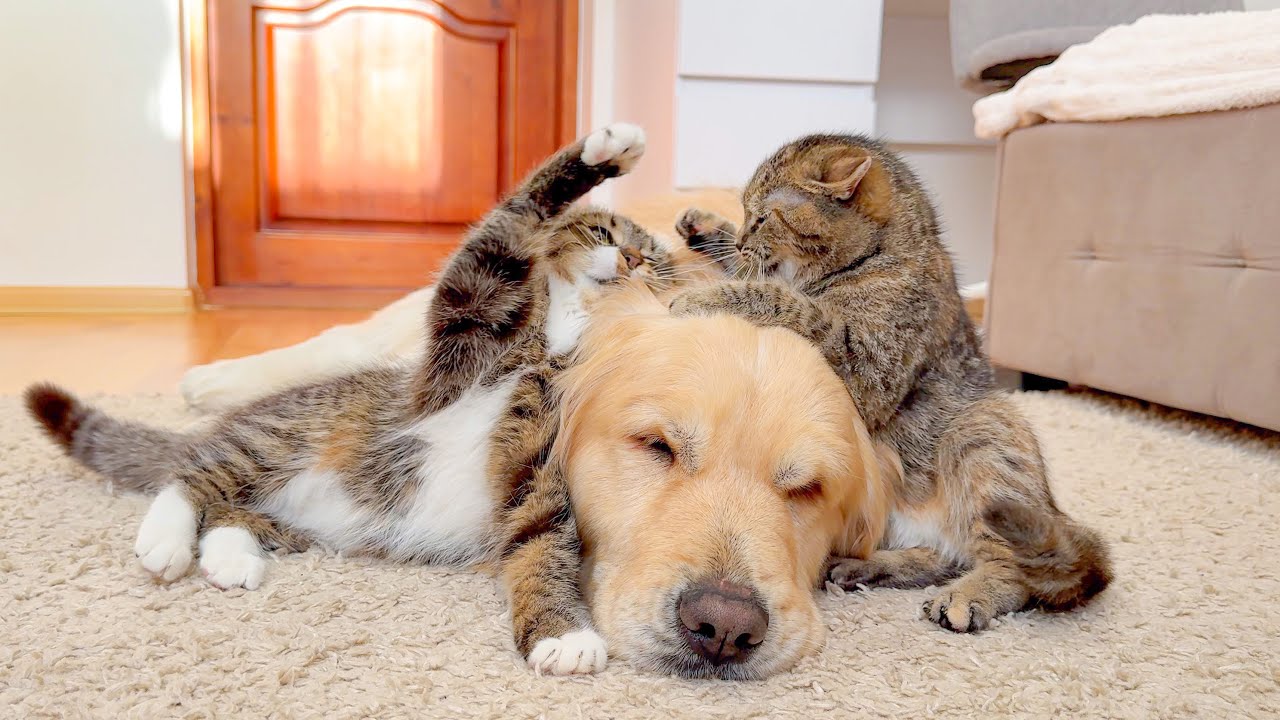Golden Retriever Witnesses a Real Cat Fight for the First Time!!
