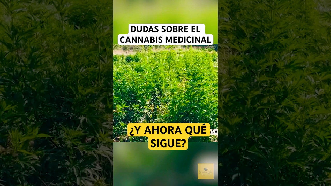 Beneficios reales y dudas sobre el cannabis medicinal 💊🌿