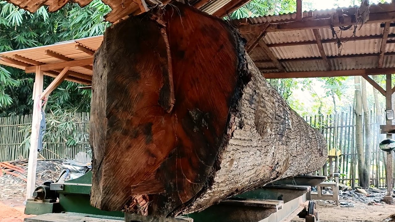 Cross section of a large tree trunk at a sawmill || make beautiful slabs from giant wood 