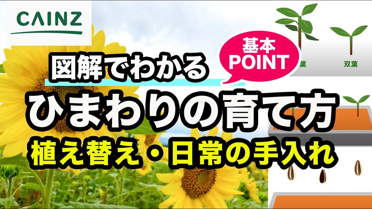 ひまわりの育て方｜向日葵【カインズ花図鑑 】