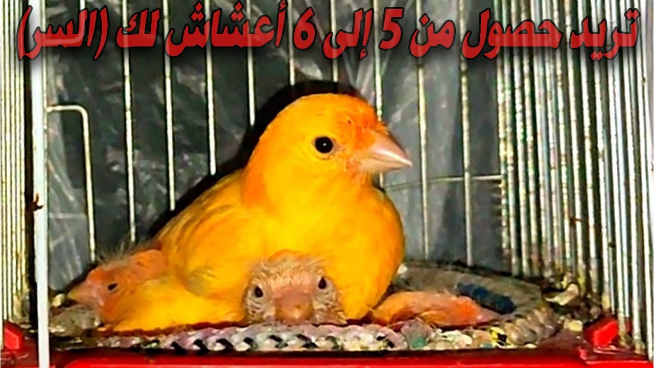 كيف تجعل أنثى كناري تضع من 5 إلى 6 أعشاش في موسم واحد فقط🤔؟؟ كم عدد أعشاش التي تضع الأنثى الكناري🔥🐥🐣