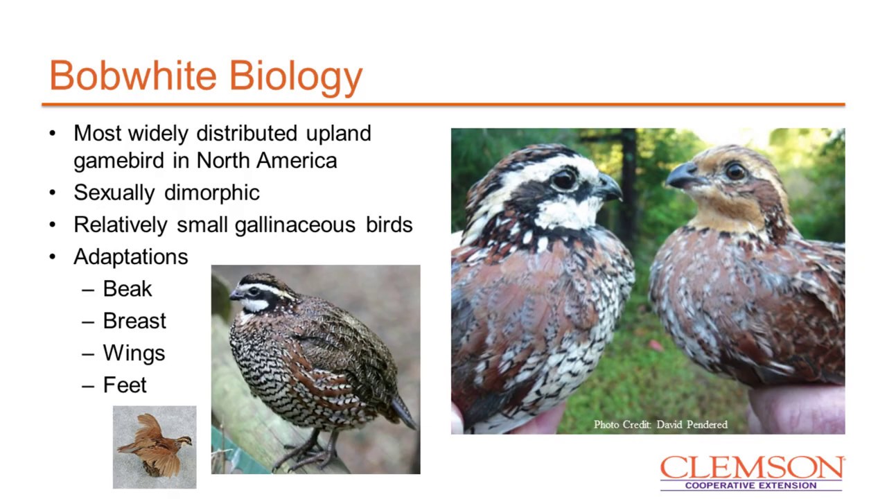 Bobwhite history and biology
