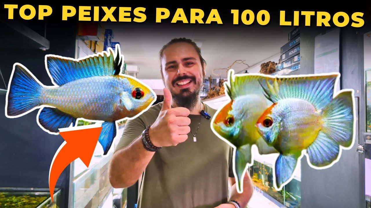 🔴PEIXES PARA AQUÁRIOS DE 100 LITROS |Mr. Betta|