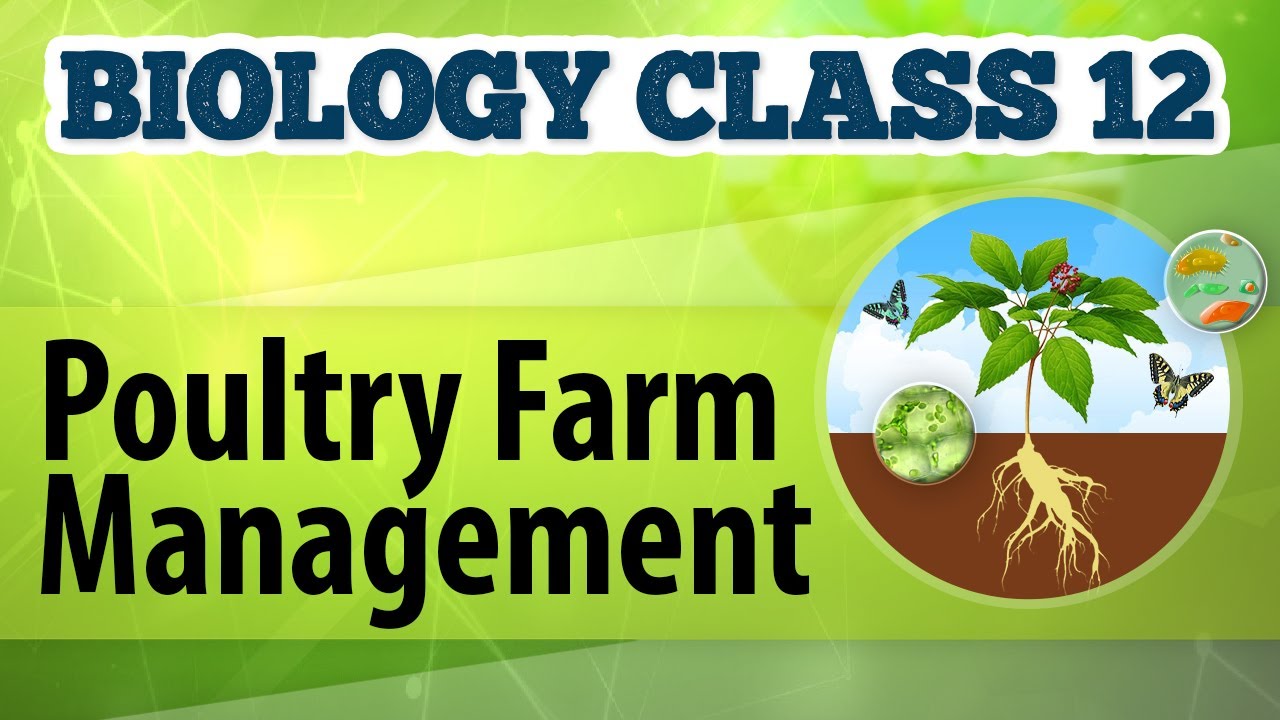 Poultry Farm Management - Animal Husbandry - Biology Class 12