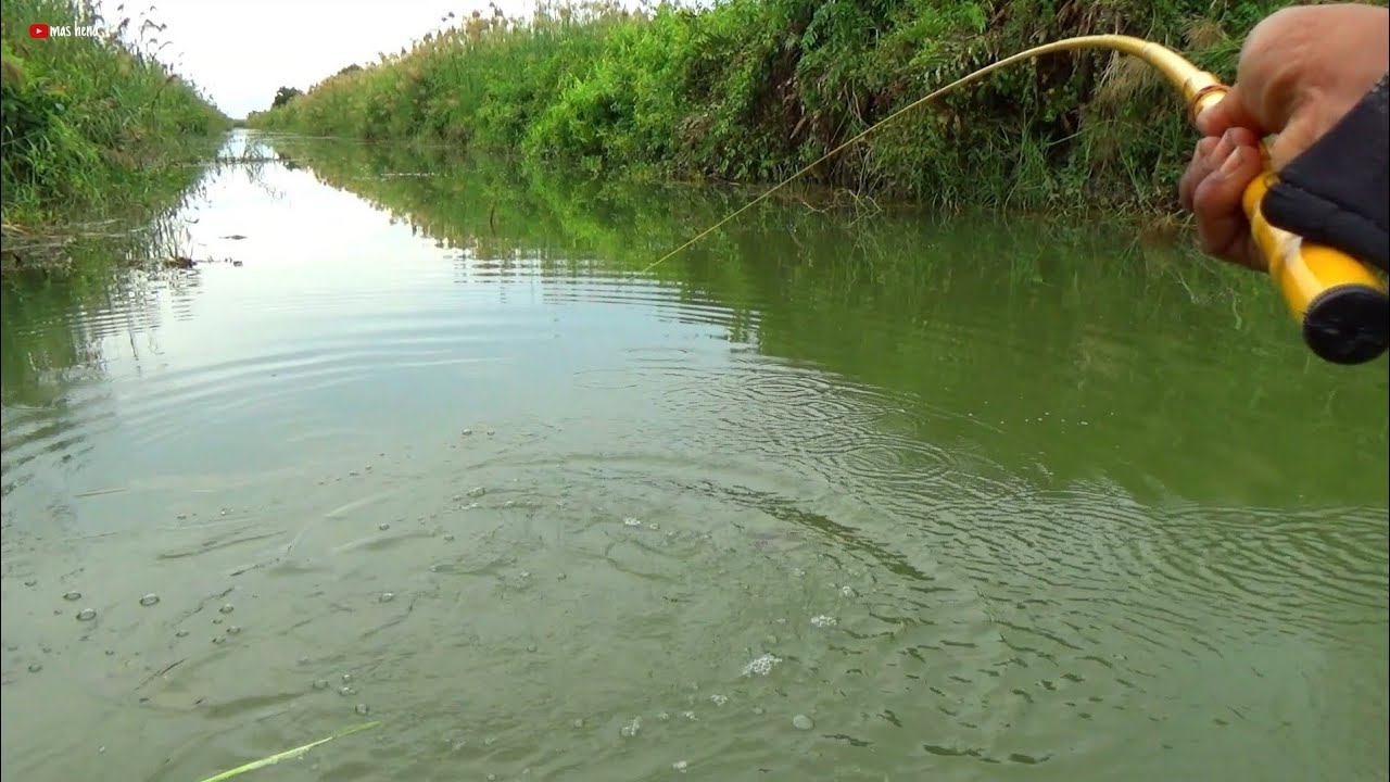 LEMPAR LANGSUNG HAJAR..!! IKAN NILA DISINI EMANG BIKIN PEMANCING LUPA DARATAN