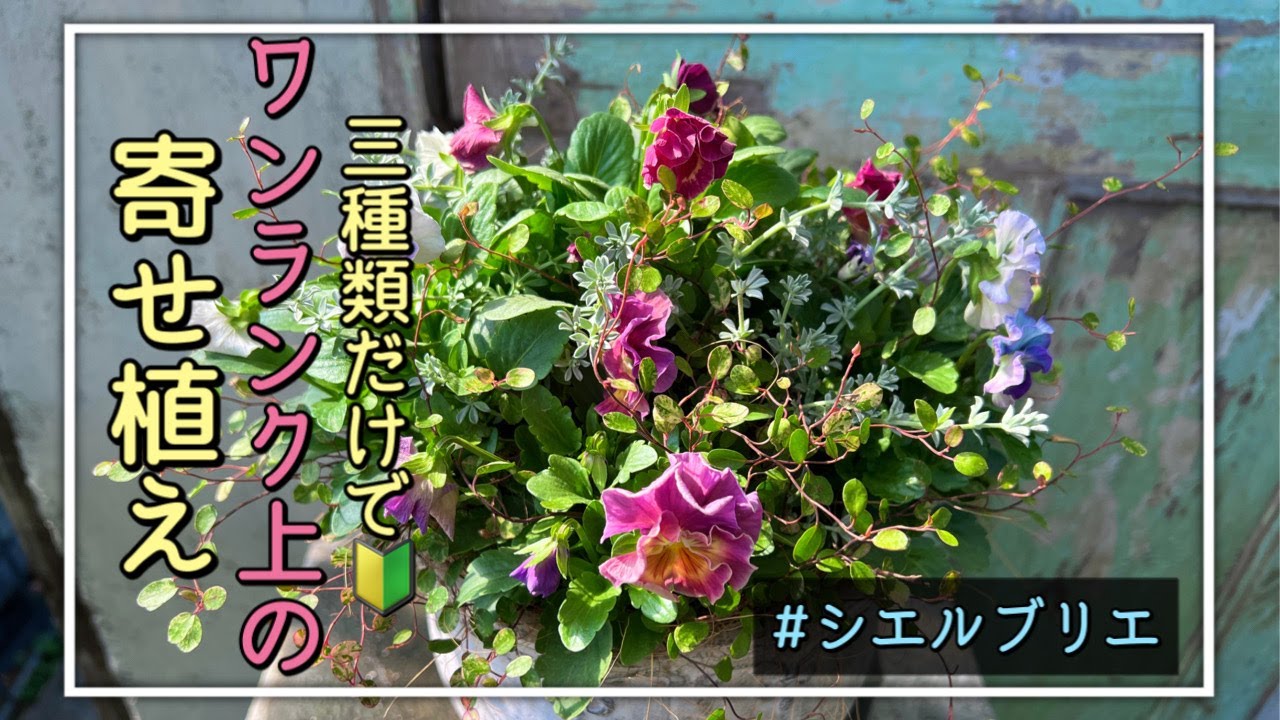 フリル咲きパンジー・シエルブリエを使って簡単なのに上級者に見える寄せ植えを作ってみた！【寄せ植え道場】