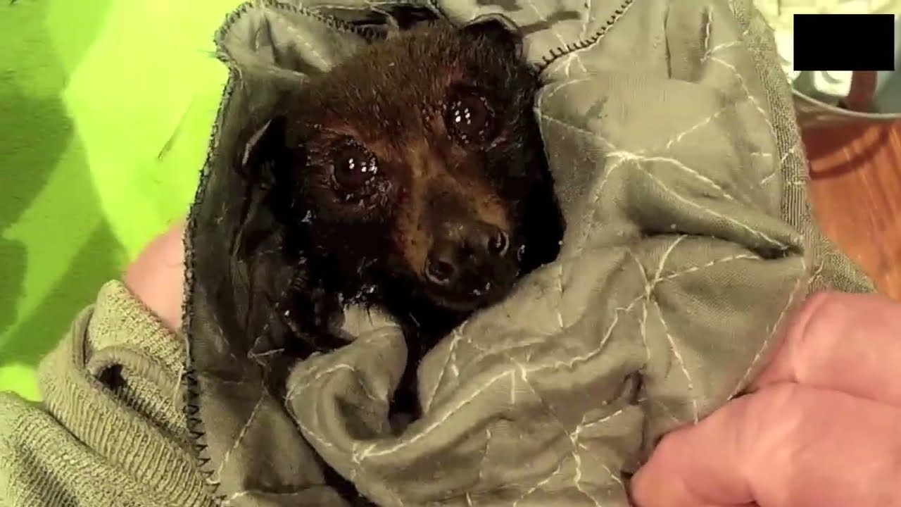 Rescuing a flying-fox on the ground:  this is Trumped