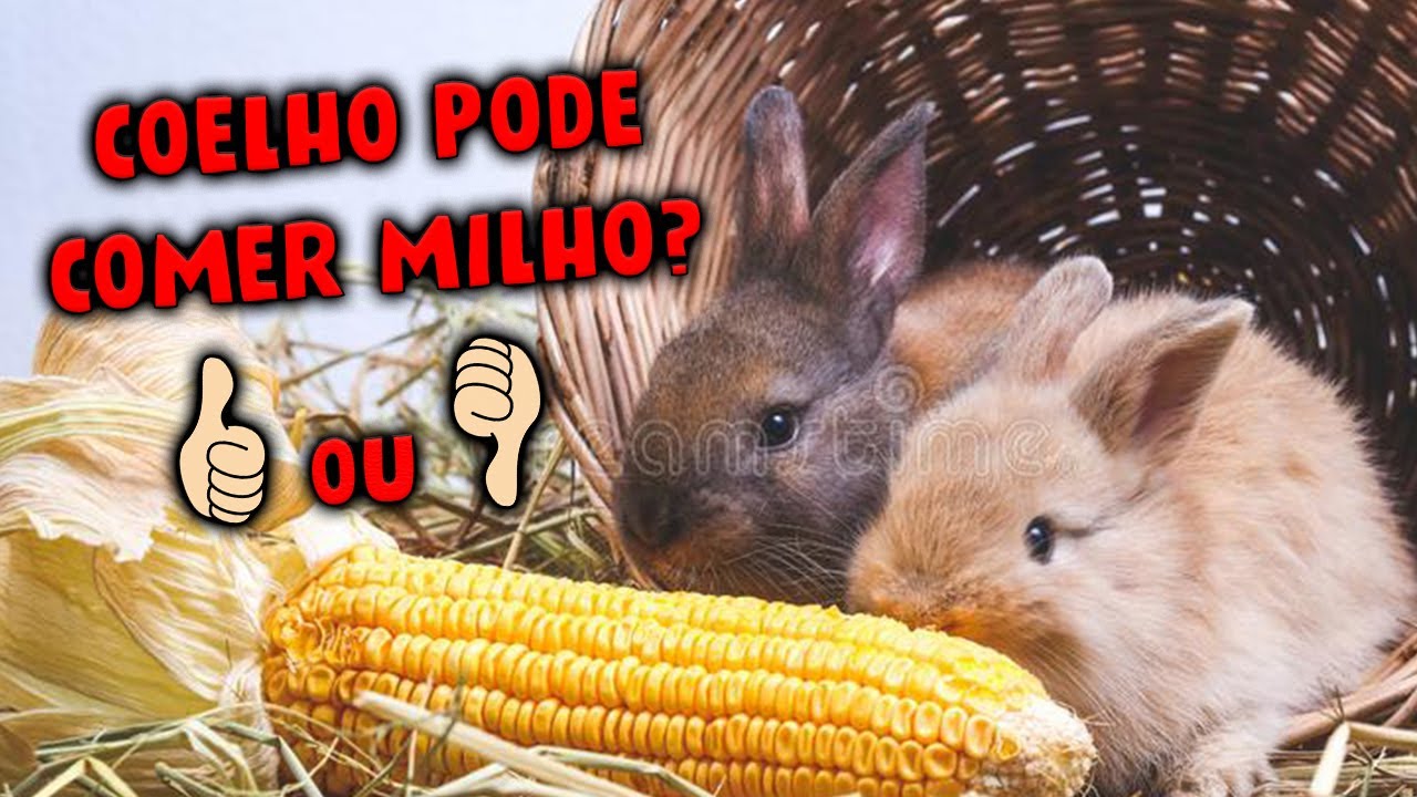 POSSO DAR MILHO PARA COELHO? | Zoológico Em Casa
