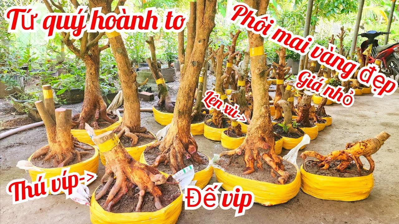0918818355 Nên 0328438848 phôi mai vàng lên xù 24/8 Tứ quý đẹp vip hoành to|MaivàngThanhTâm