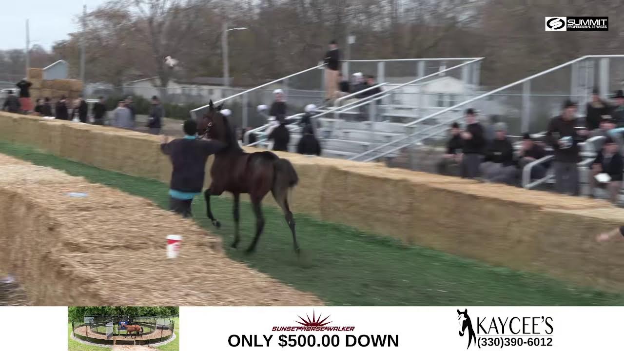 Stallion Spotlight