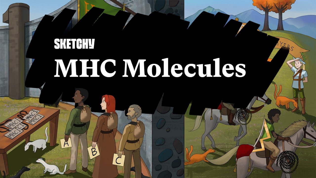 MHC Molecules: Key in Immune Response (Part 1) | Sketchy Medical | USMLE Step 1