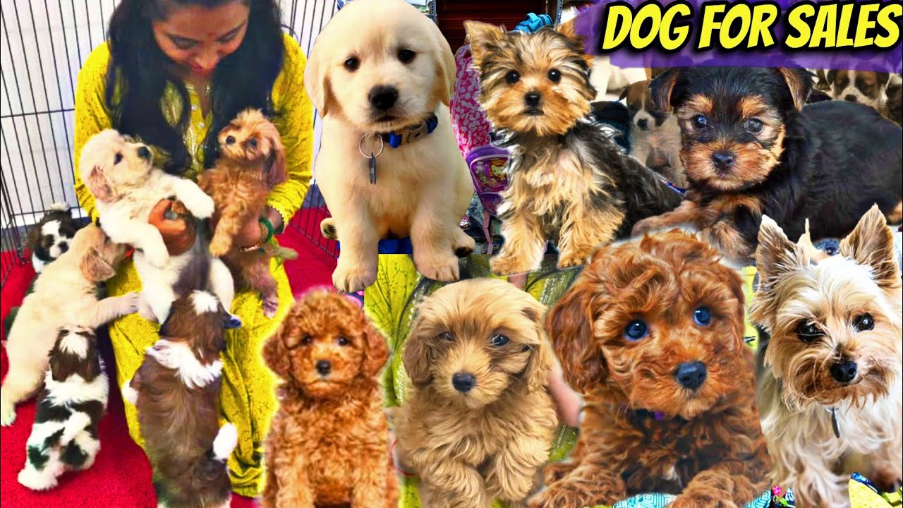 DOG FOR SALES/ALL PUPPYS SALES/CASH ON DELIVERY - Cute ஆன Toy Breeds, Foreign Breeds