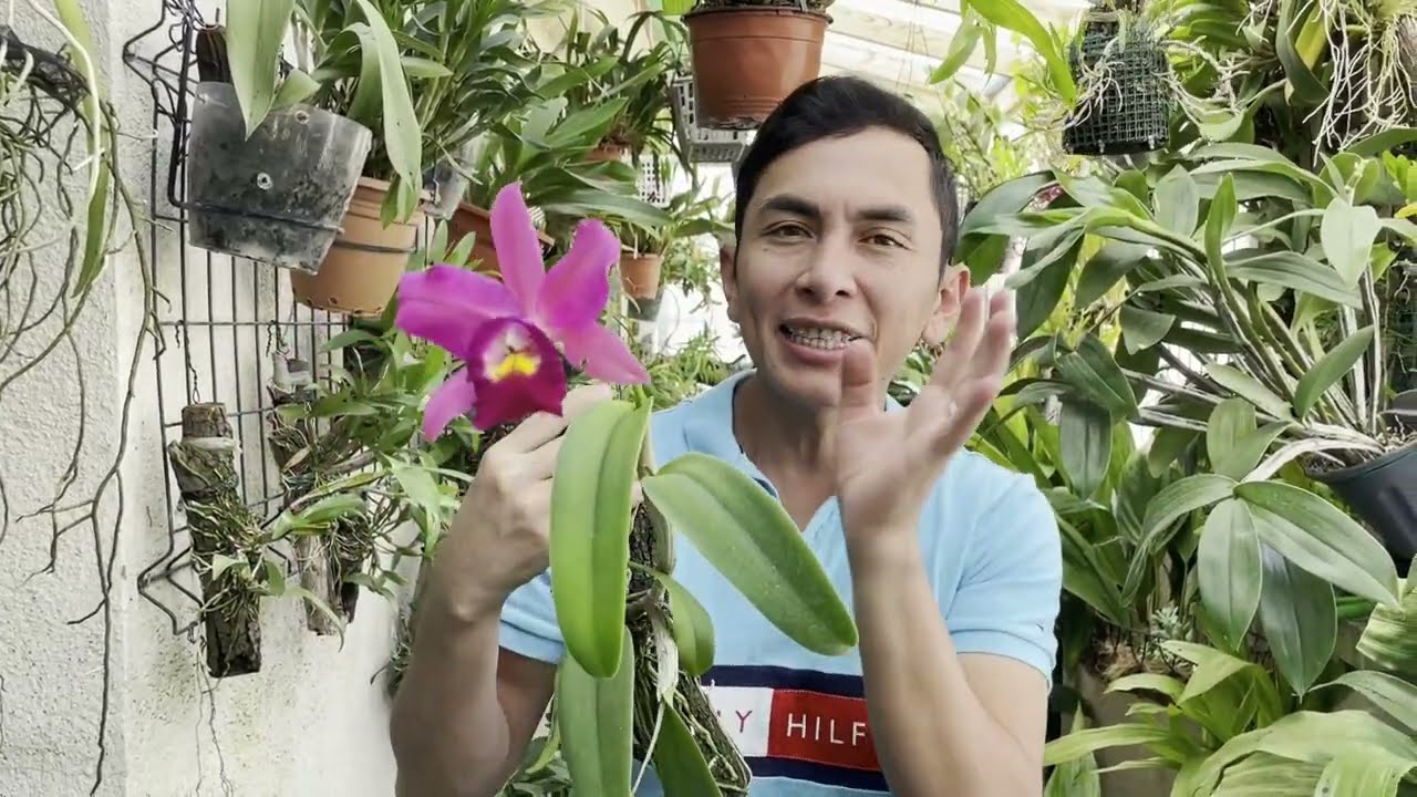 Tips para Cultivar Orquídeas Catleyas y tener eXito.