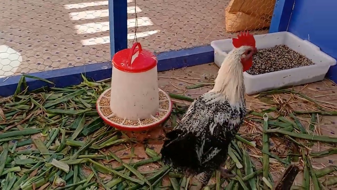 Cheap food for chicken | Chicken feed alternatives #chickens #gardening