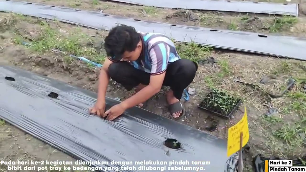 Ade Ilham Pamungkas Susilo, Budidaya Tanaman Timun Suri Minggu 3