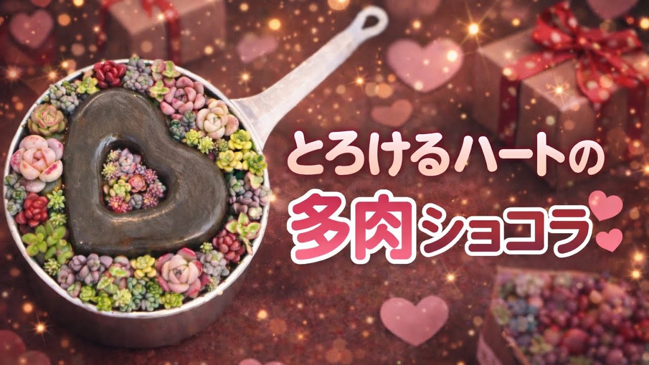 とろけるハートの🤎多肉ショコラ🍫✨😋
