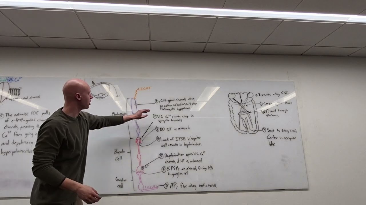 Vision Pathways