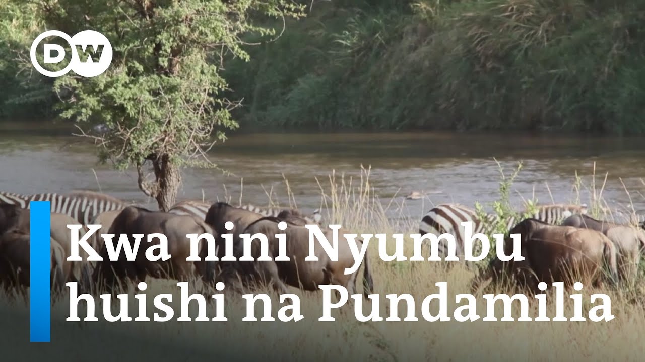 Je, wajuwa kwamba nyumbu na pundamilia huishi kwa kutegemeana?