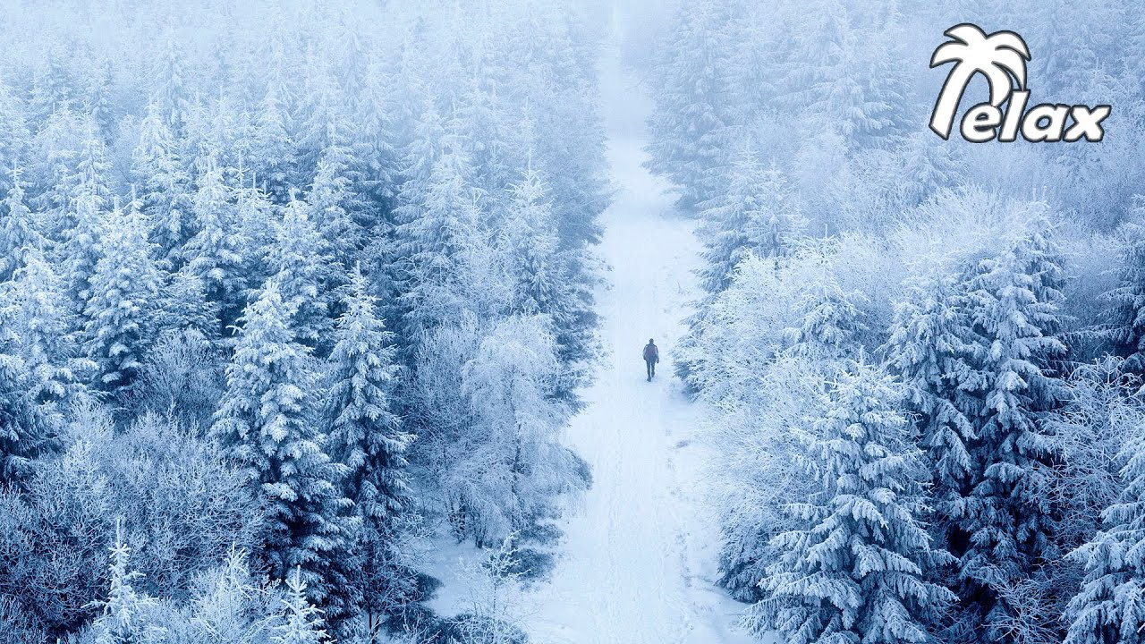 ASMR Steps in the Snow in the Winter Forest