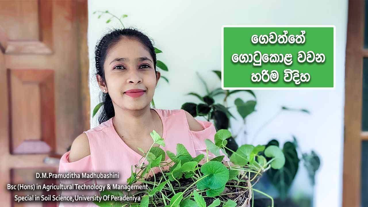 ගොටුකොළ වගාව හරියටම කරන ආකාරය /gotukola wagawa sinhala /Centella asiatica cultivation Sri Lanka 2022