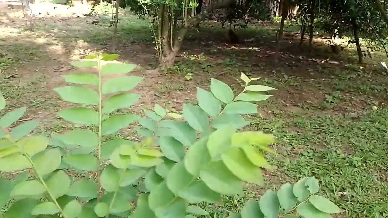 Eu mostrar o quintal de casa