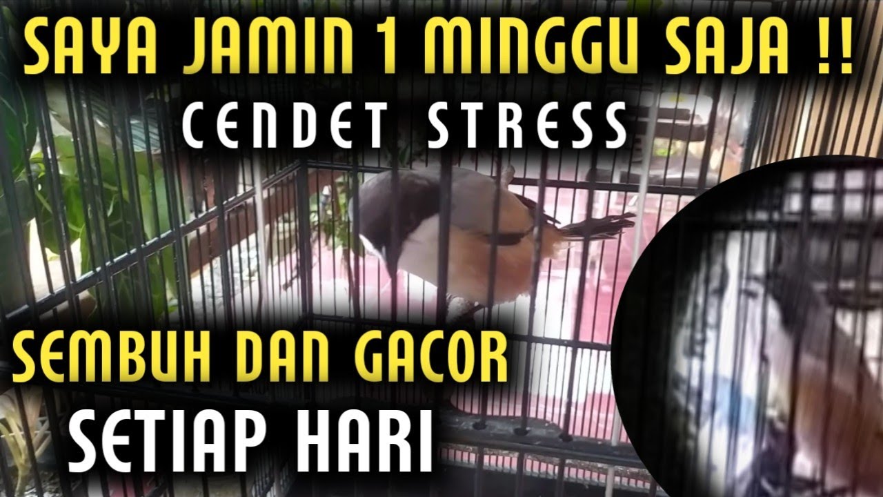 CARA MUDAH MENYEMBUHKAN DAN MENGGACORKAN BURUNG CENDET STRESS ( MACET BUNYI )