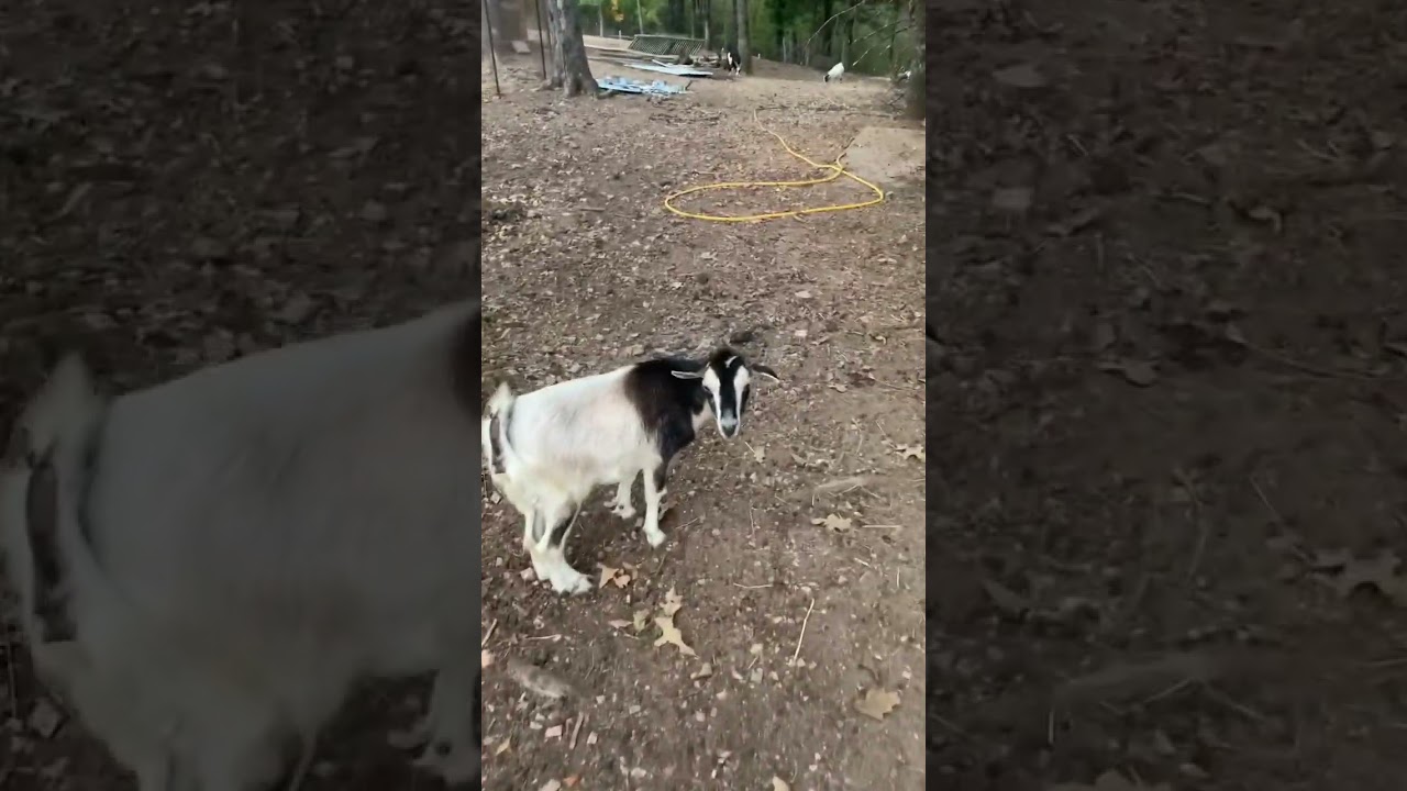 @Rancherlife goat life